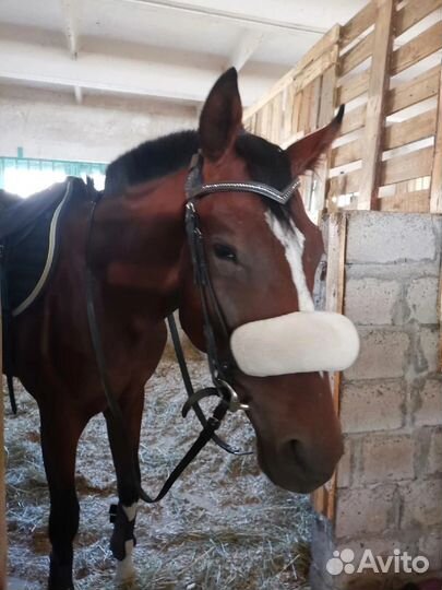 Амуниция для лошади