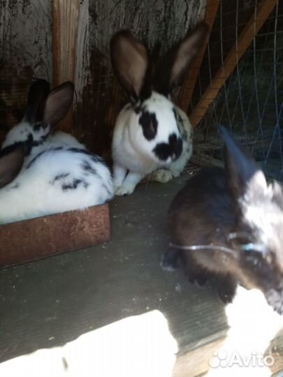 Продам навоз кроличий свежий в мешках