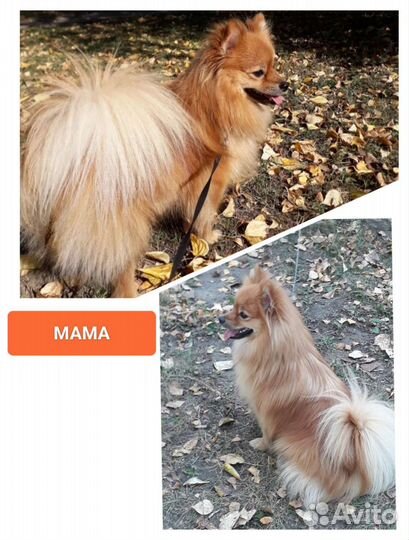 Щенки шпица