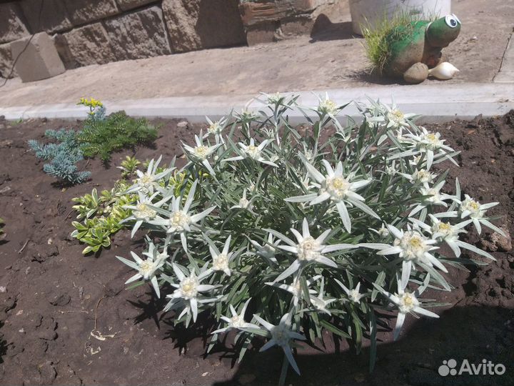 Лаванда, вербейник, колокол,живучк,эдельвейс,флокс