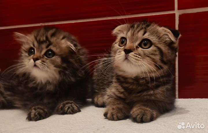 Вислоухие тигрята