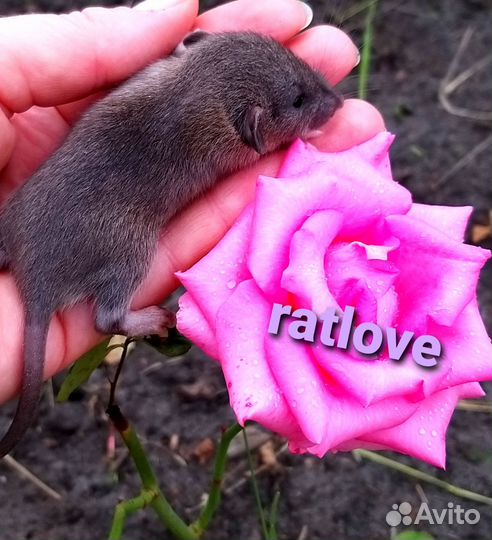 Крысята дамбо агути