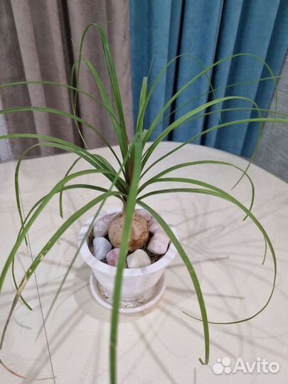 Бокарнея нолина