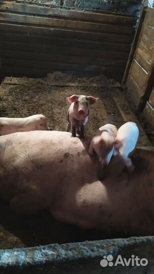 Поросенок ландрас