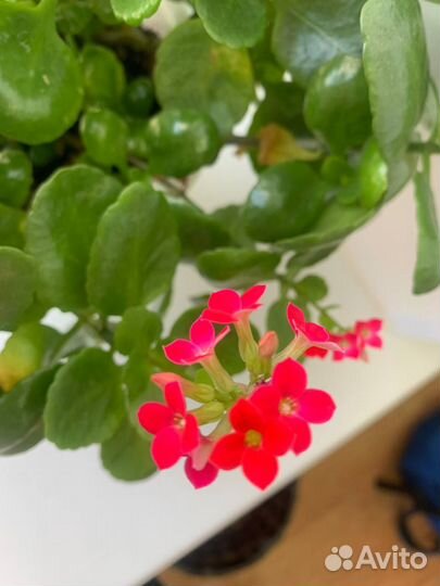 Комнатные цветы каланхоэ