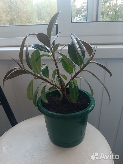 Фикус Мелани