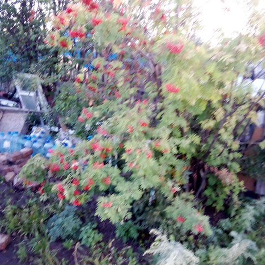 Участок 6 сот. (СНТ, ДНП)