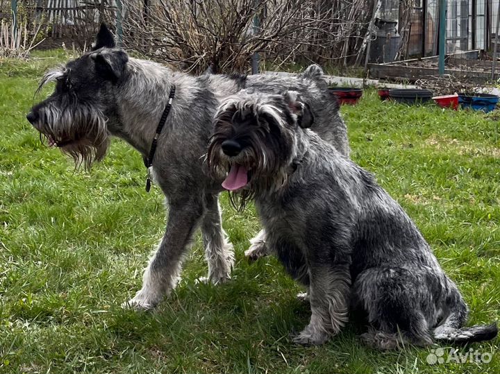 Щенки миттельшнауцера