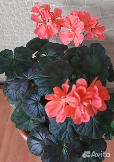 Пеларгония