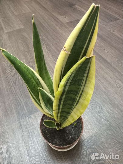 Сансевиерия,бегония