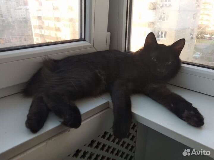 Продажа котят курильский бобтейл