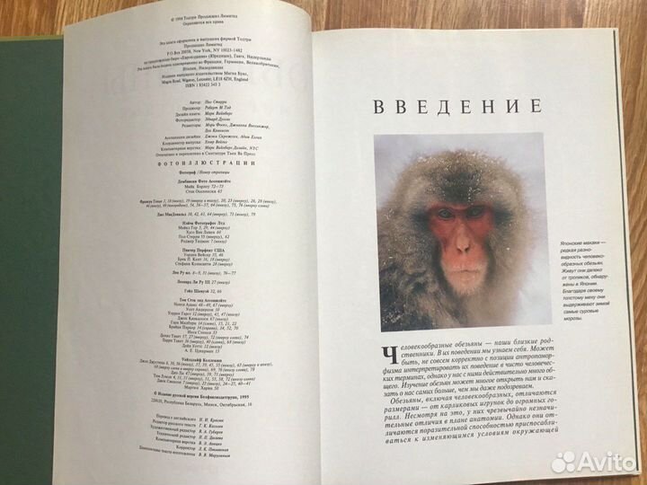 Обезьяны. Пол Стерри