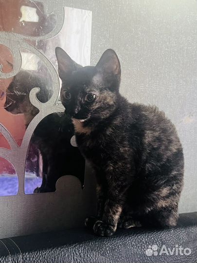 Котята сфинкс