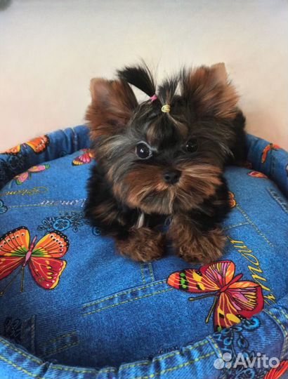 Микро мальчик и девочка