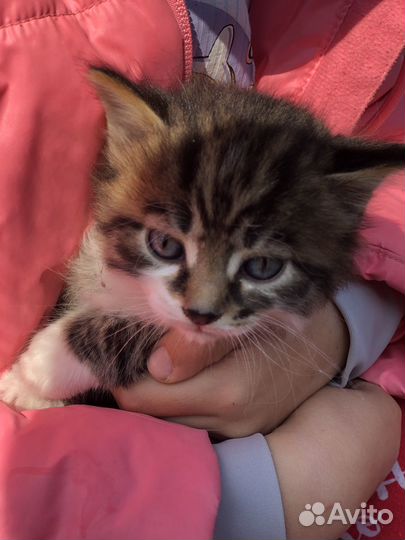 Котята бесплатно