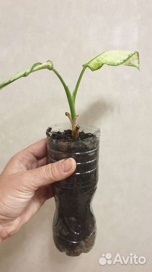 Диффенбахия / бесплатно