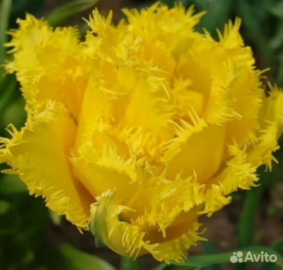 Луковицы тюльпанов