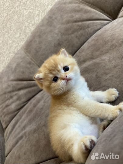 Шотландские кошки
