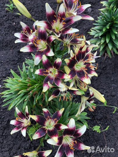 Луковицы лилии