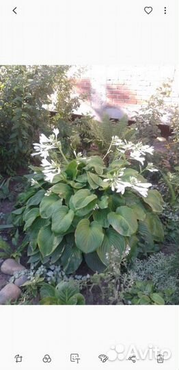 Хоста юкка,флоксы,форзиция, и другие многолетники