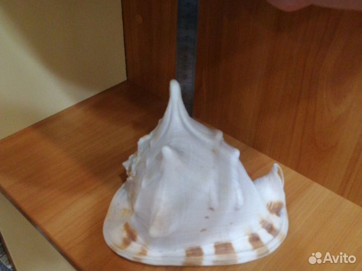 Морская ракушка
