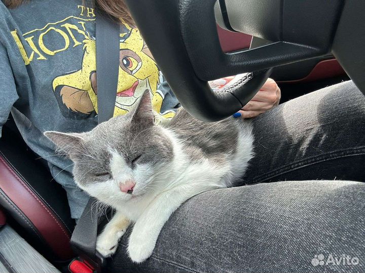 Марсель котик в добрые руки