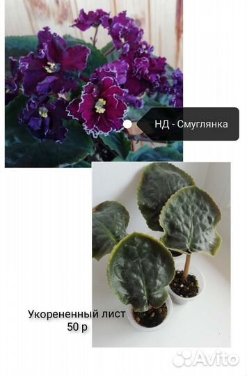 Сортовые фиалки детки