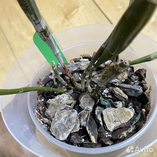 Орхидея дендробиум Den. Thyrsiflorum