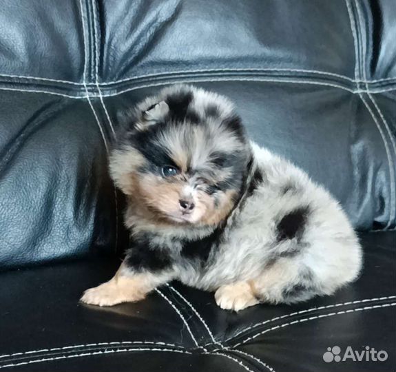 Померанский шпиц
