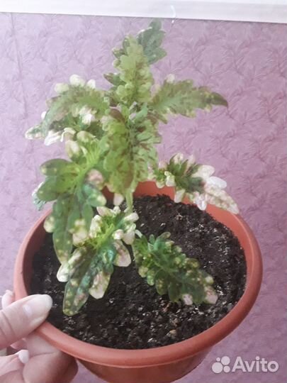 Герань розебудная и болгарская, колеус в горшках