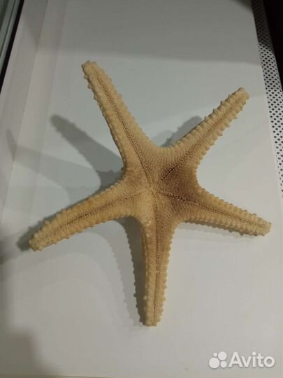 Морская звезда настоящая(ракушка)