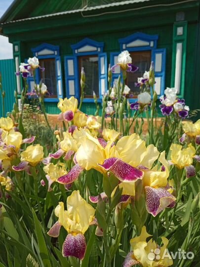 Ирисы