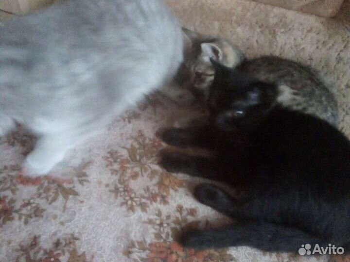 Кошки породистые бесплатно