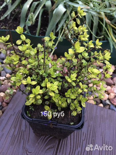 Тимьян японский