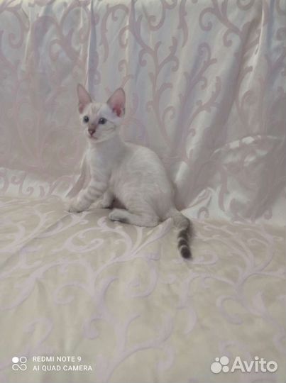 Бенгальский снежный мальчик