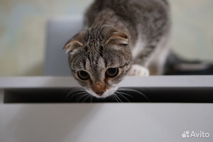 Котики в добрые руки