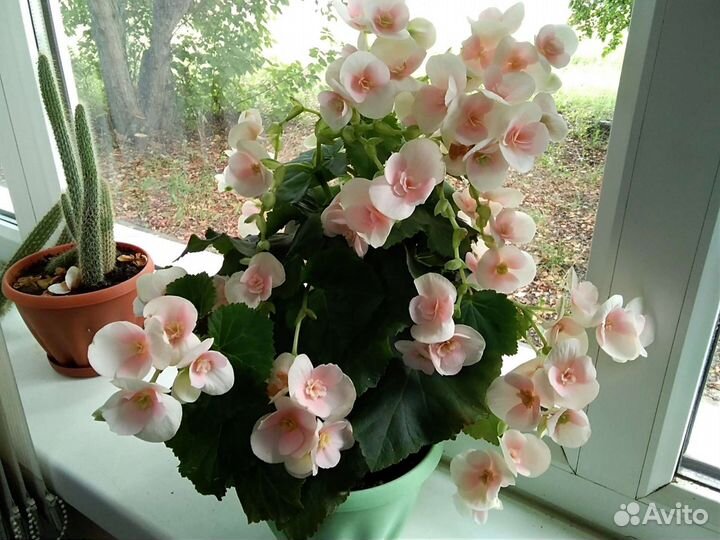 Элатиор (бегония)