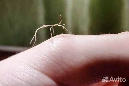 Аннамский палочник - совсем как огуречик. добрые