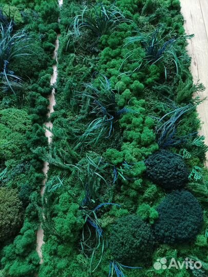 Панно мох стабилизированный