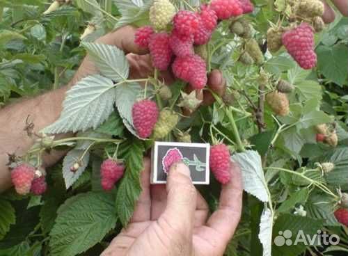 Дерево Малина