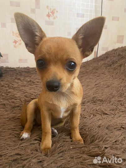 Чихуахуа девочка