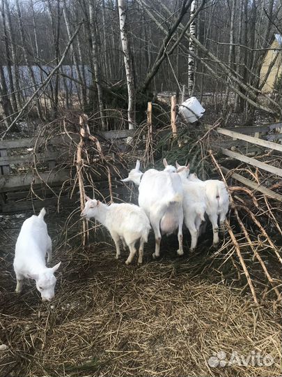 Зааненская коза