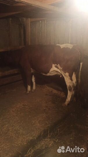 Корова дойная