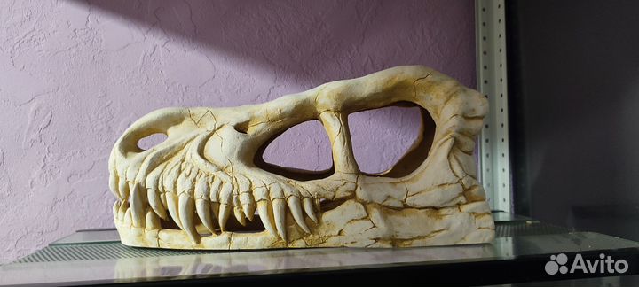 Грот deksi Динозавр, Тирекс, Череп динозавра