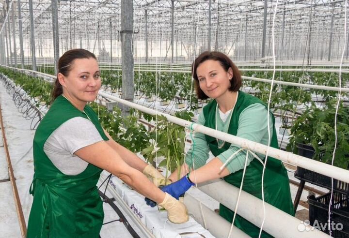 Разнорабочие в тепличный комплекс Пластуновская