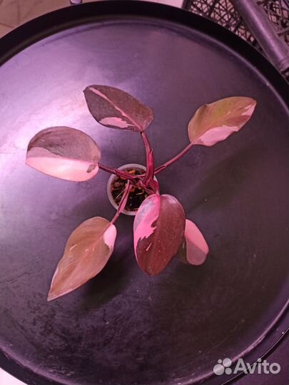 Филодендрон pink princess