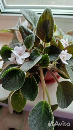 Цветущие фиалки