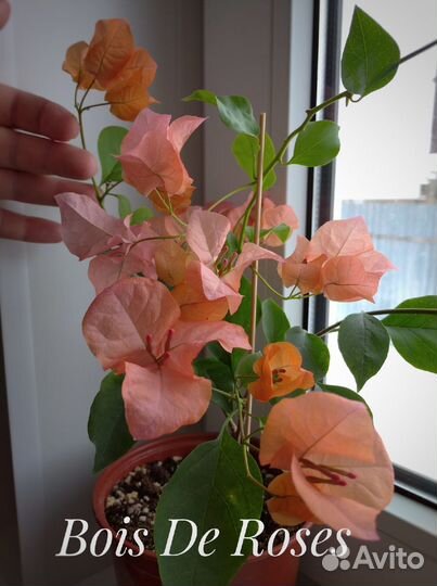 Бугенвиллия