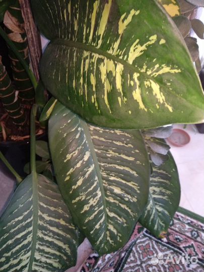 Диффенбахия