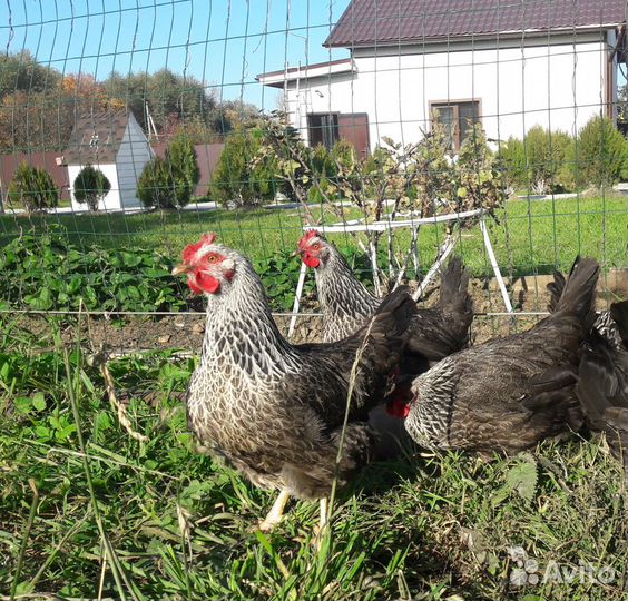 Инкубационное яйцо кур Барковская, Хохлатая и др
